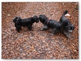 23 Im Oktober 2010 im Allgäu
Hundetreffen in Obermaiselstein
