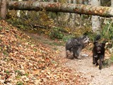 28 Im Herbst im Allgäu