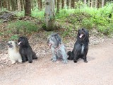 Urlaub im Schwarzwald 2015 (24)
Treffen mit zwei anderen Bergers