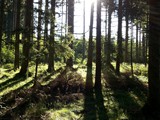 Urlaub im Schwarzwald 2015 (9)